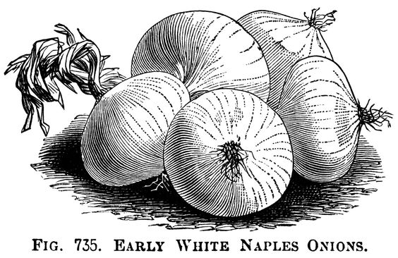 black and white clipart, onion illustration, printable vegetable 