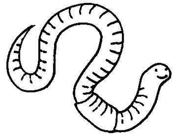 worm 