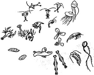 Free Zooplankton Cliparts, Download Free Zooplankton Cliparts png