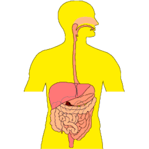 Gastrointestinal 2 clipart, cliparts of Gastrointestinal 2 free 