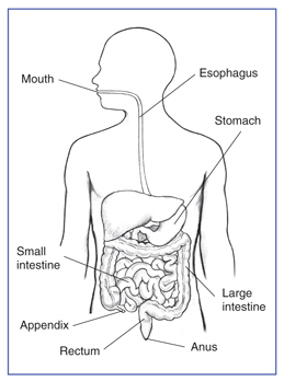 Free Digestive Cliparts, Download Free Clip Art, Free Clip Art on