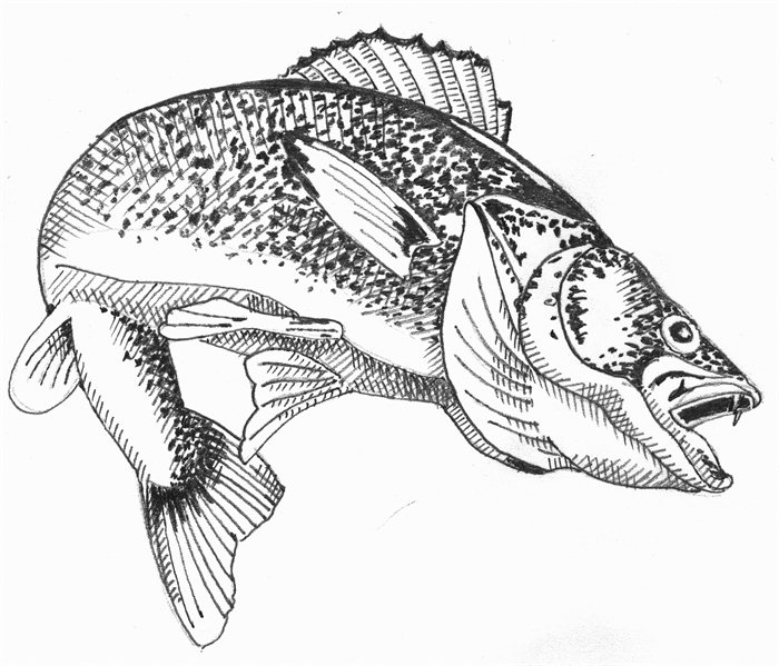clip art walleye fish - photo #11