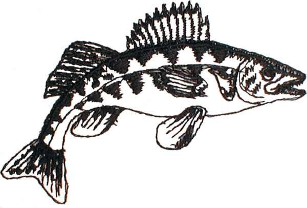 Free Coloring Pages Walleye Clip Art Library Fish