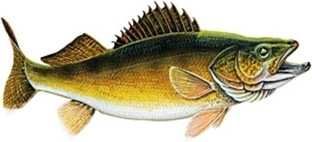 clip art walleye fish - photo #31