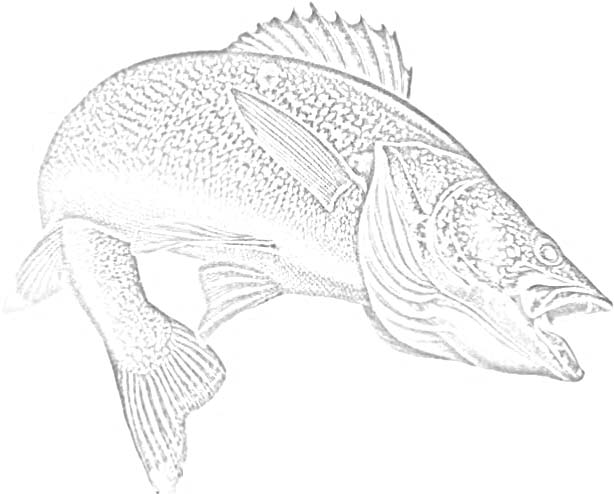Free Walleye Cliparts, Download Free Walleye Cliparts png images, Free
