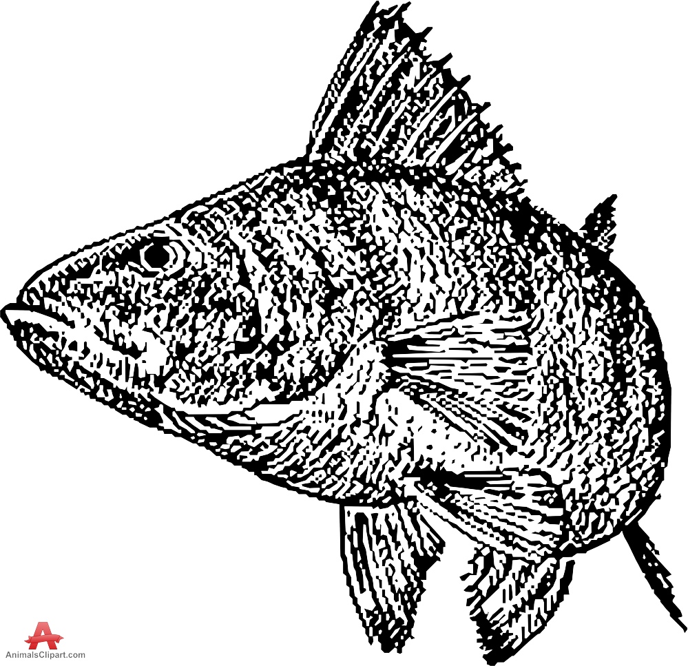 Drawing Clipart of Walleye Fish 