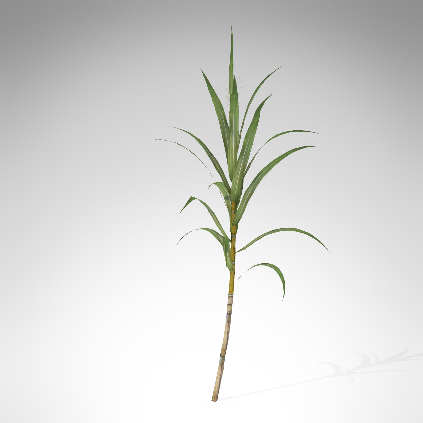 Sugar cane 3d model free