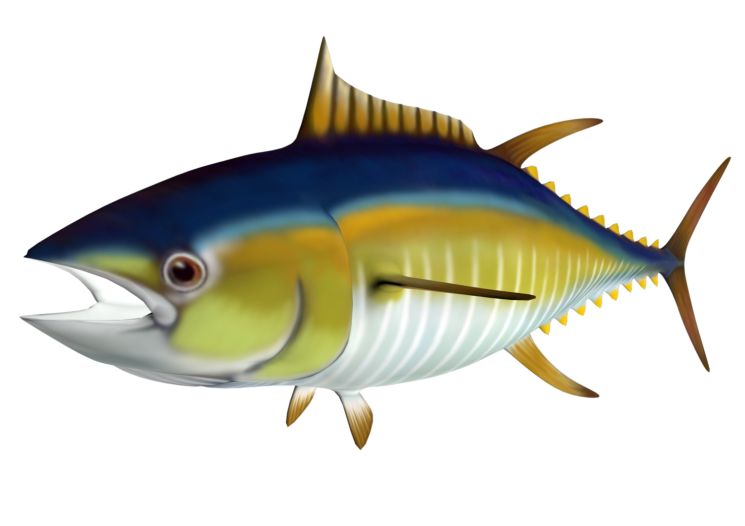 Free Tuna Cliparts, Download Free Tuna Cliparts png images, Free