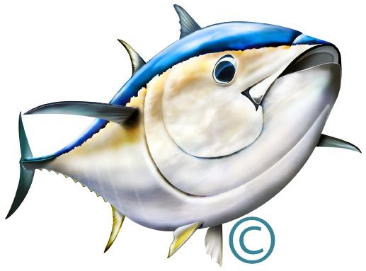 clipart pictures tuna fish - photo #33