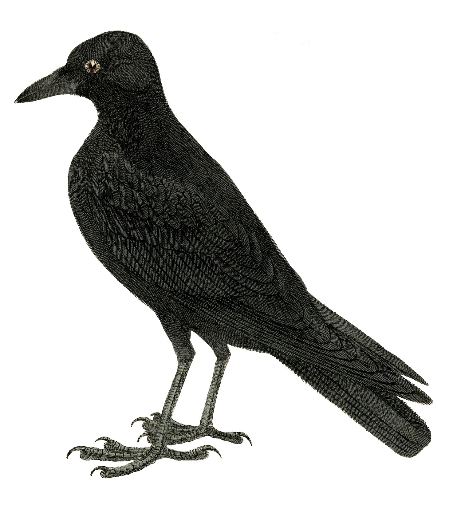 Crow Clipart 