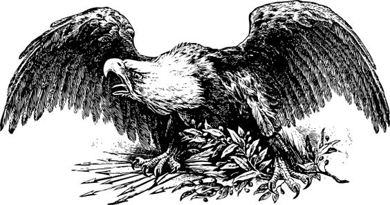 eagle drawings