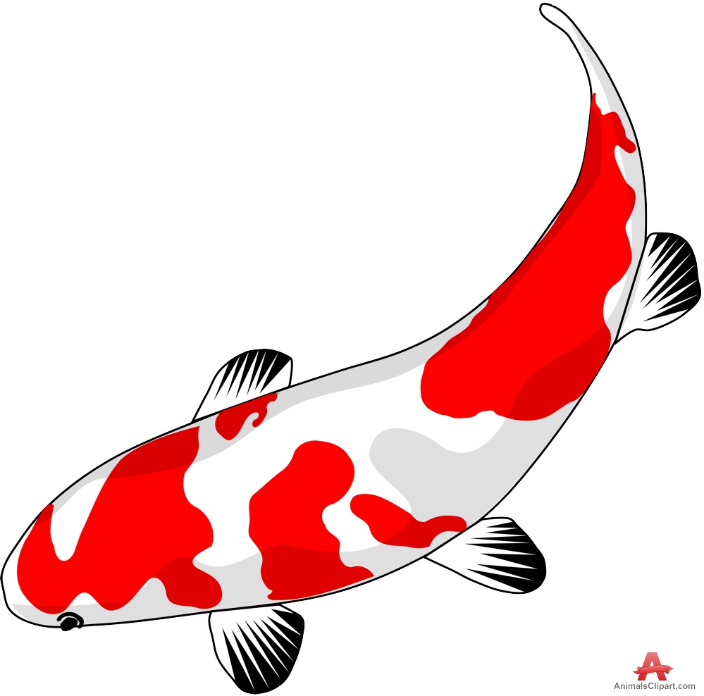 Red and White Koi Fish