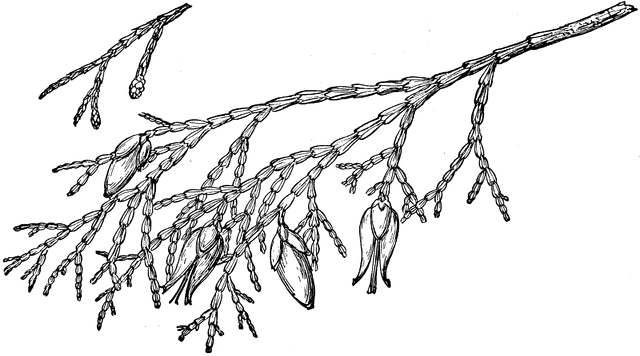 Branch of Incense Cedar
