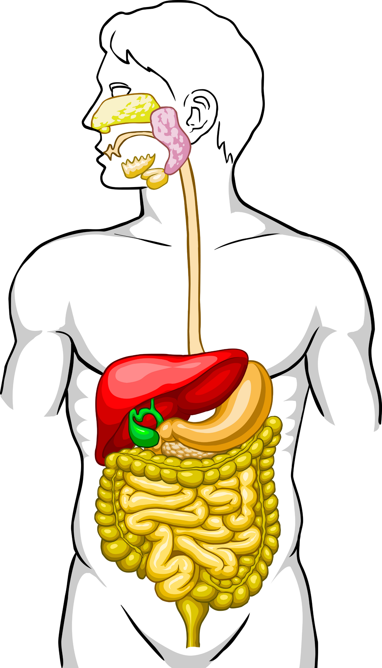 human digestive system unlabeled - Clip Art Library