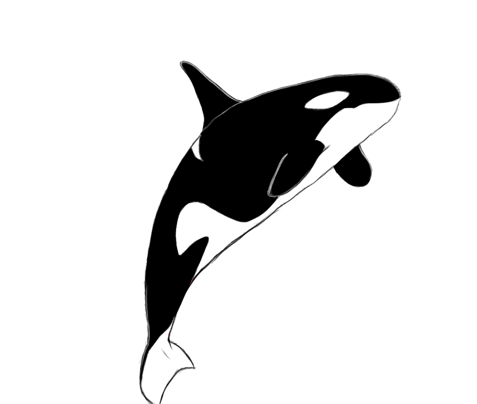 Free Killerwhale Cliparts, Download Free Killerwhale Cliparts png