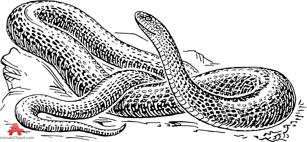 Boa Constrictor Drawing Clipart 