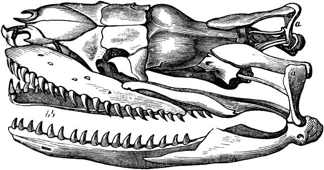 Boa Constrictor Skull