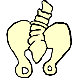 Hip , Spine clipart, cliparts of Hip , Spine free download