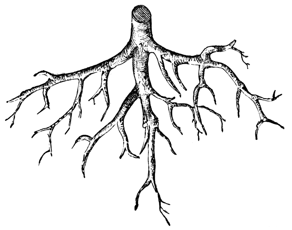 Free Root Cliparts, Download Free Root Cliparts png images, Free