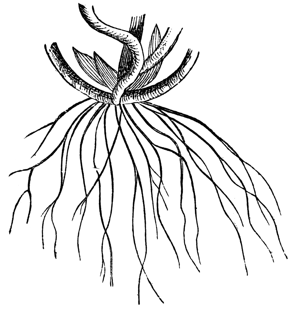 Free Root Cliparts, Download Free Root Cliparts png images, Free