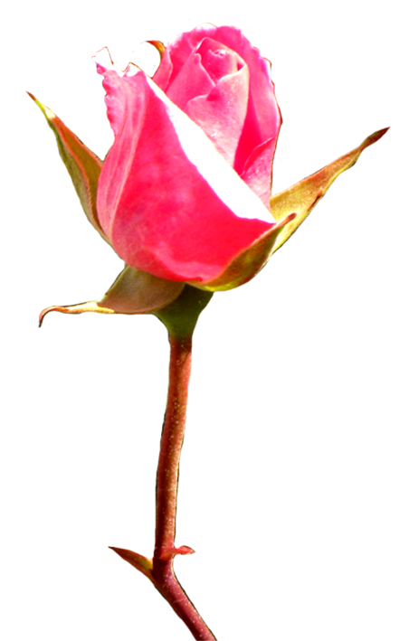 clipart rose buds - photo #12