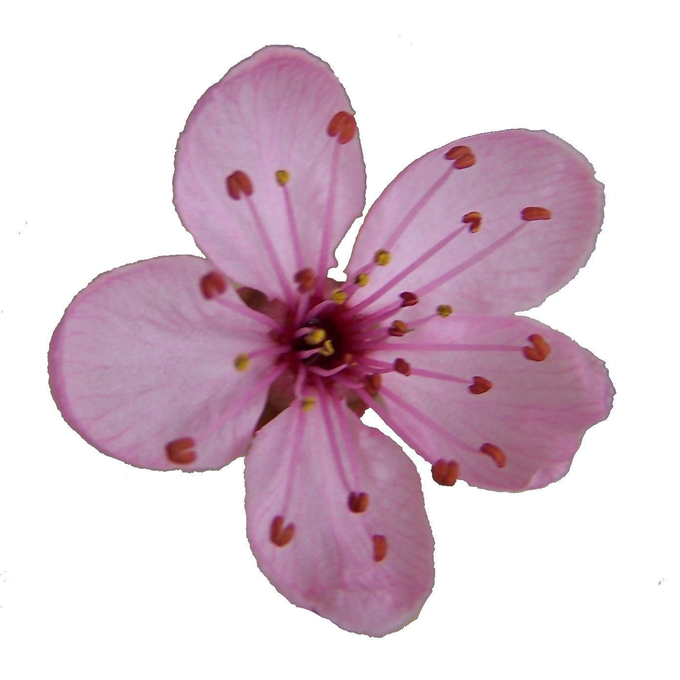 Blossom cliparts