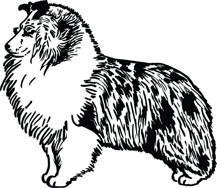 Sheltie Shetland Sheepdog Pet Lover Art For Custom Gifts