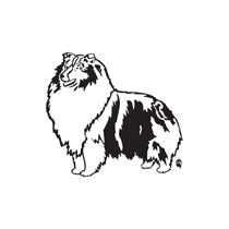 Sheltie Shetland Sheepdog Dog Lover Art For Custom Gifts