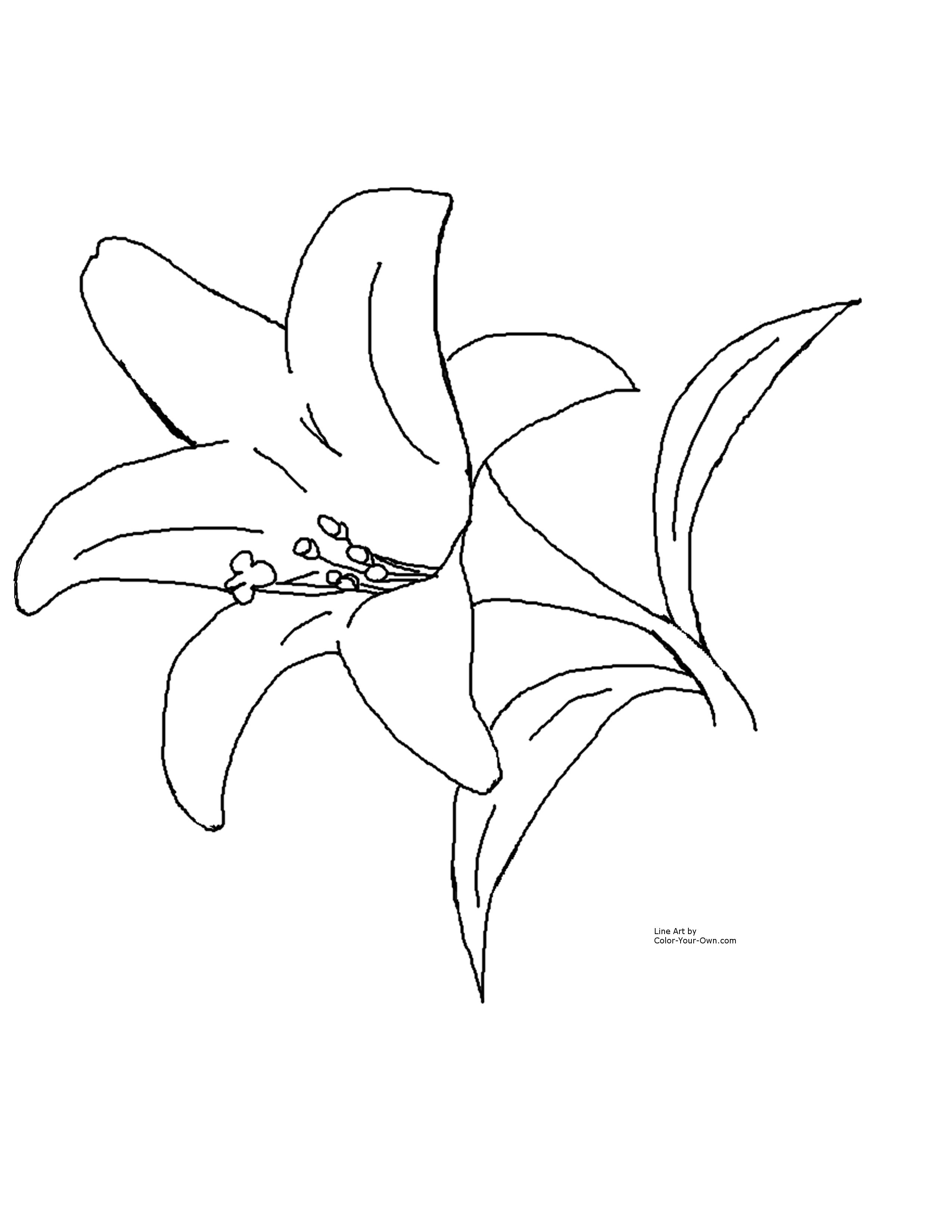 Image Of Easter Lilies