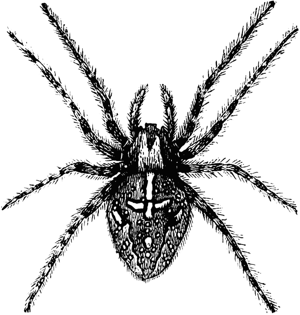 Spiders Clip Art
