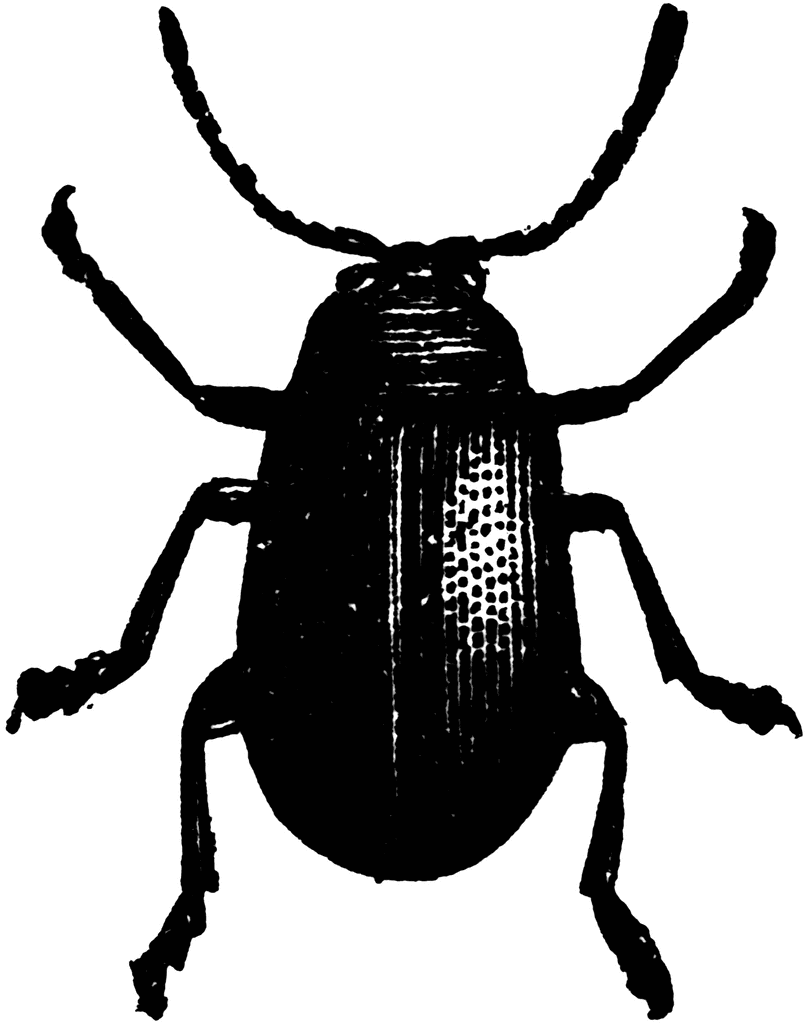 free clip art beetle - photo #29
