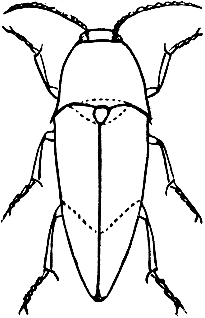 Beetle Clip Art 