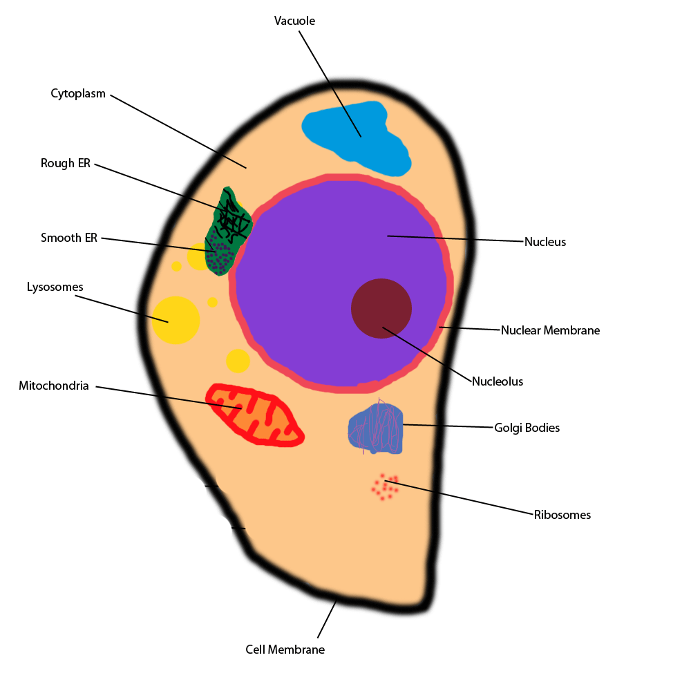 labelled diagram of ribosomes