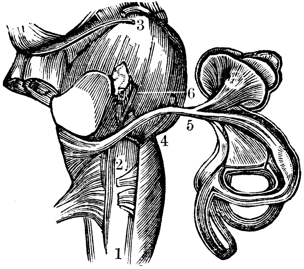 View of the Auditory Nerve