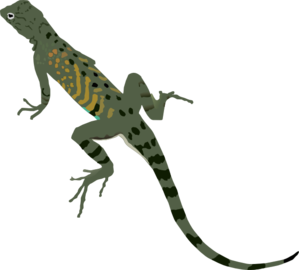 Lizard Tail Clipart