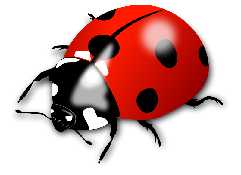 Free Ladybird Cliparts Download Free Ladybird Cliparts Png Images Free Cliparts On Clipart Library 