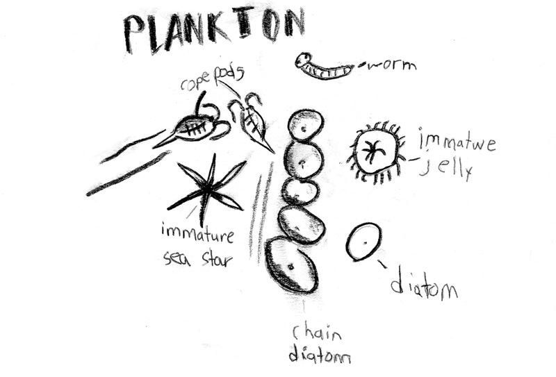 Drawing Sketch Drawing Plankton Spongebob
