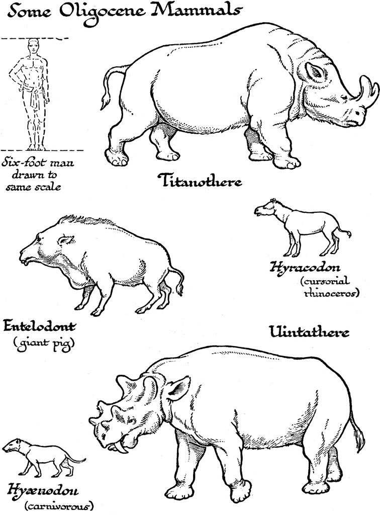 Mammals from the Oligocene Mammals