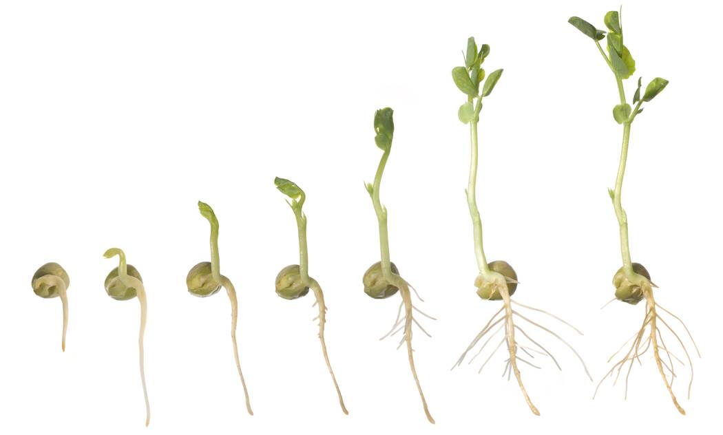 seed germination clipart