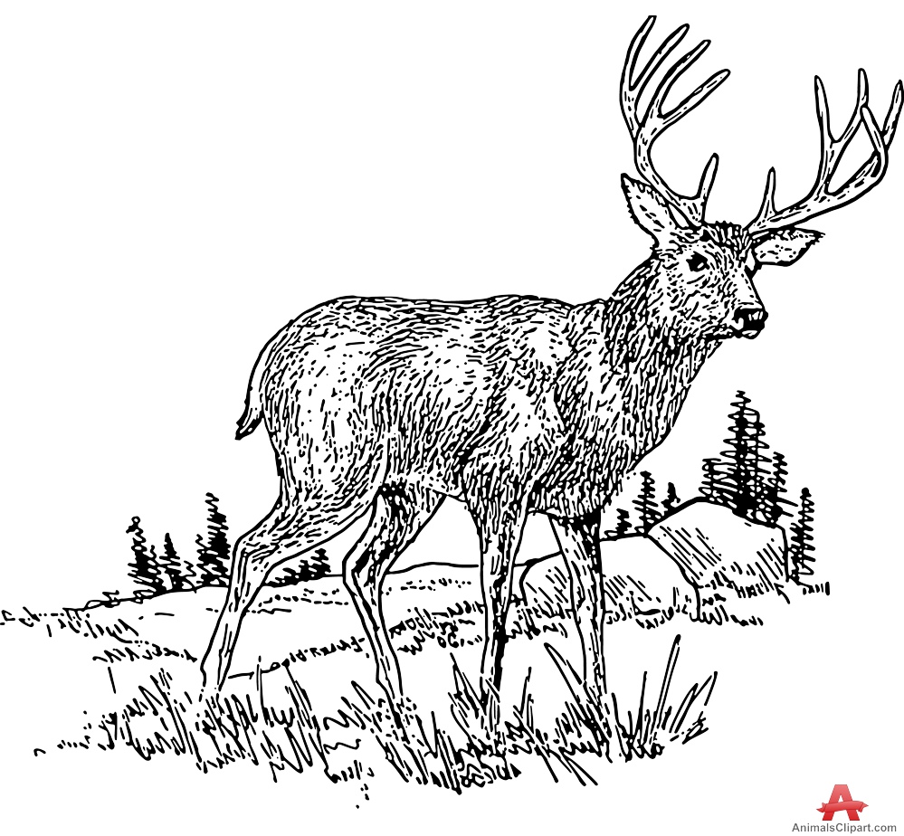 Deer in Grass Field Clipart
