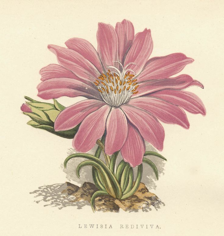 lewisia bediviva, or bitterroot, named for explorer meriwhether 