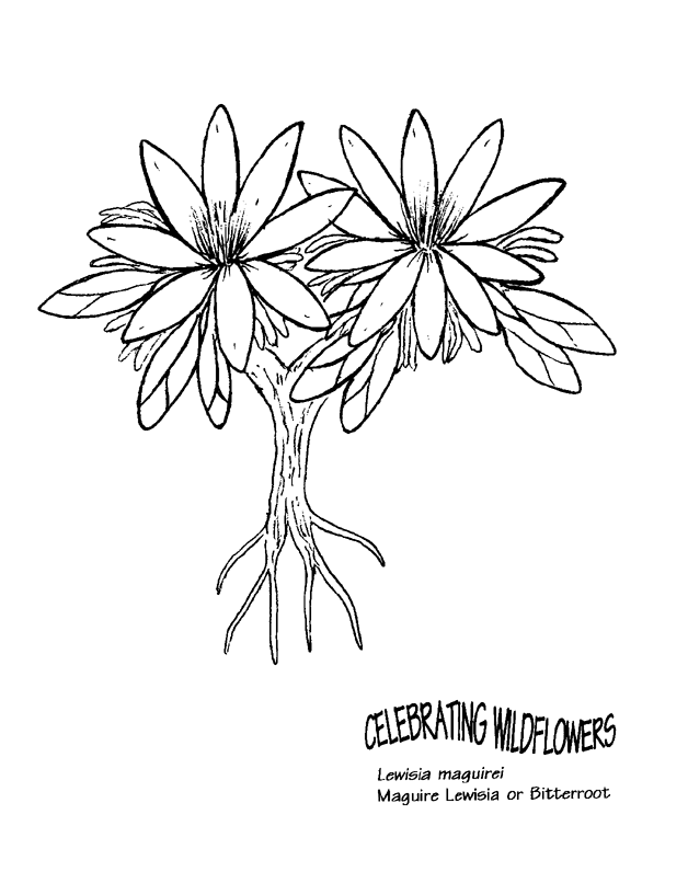 Bitterroot Free Coloring Page for Kids 