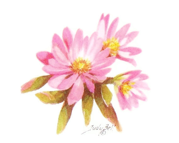 Bitterroot Pink Wildflower Watercolor by judithbelloriginals