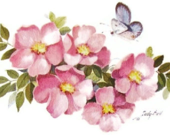 Bitterroot Pink Wildflower Watercolor by judithbelloriginals 