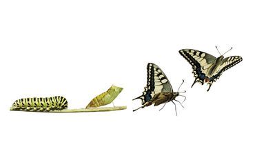 Transformation Caterpillar Clipart