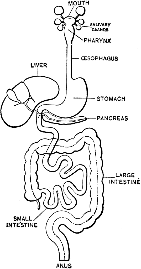 Digestive System Diagram Unlabeled - Clip Art Library