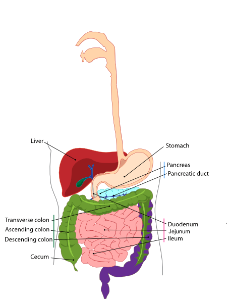 Digestive System Of Bat Clip Art Library