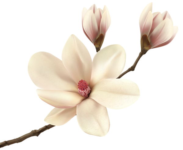 free clip art magnolia flower - photo #24