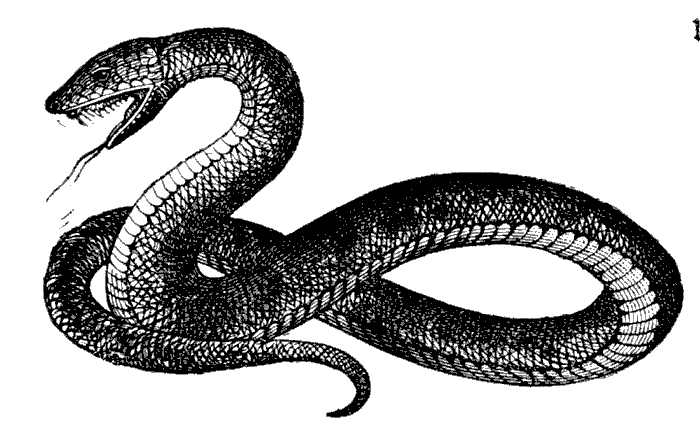 Snakes clip art image 