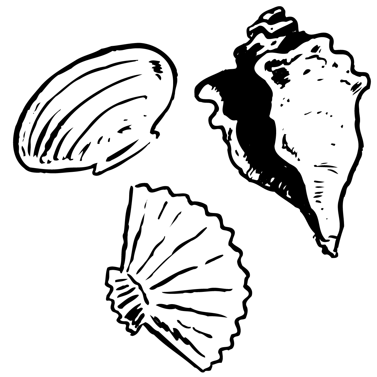 Seashell shell clip art black and white sea shell clipart shells